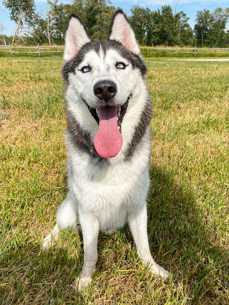 Texas Dog Bite Laws: Understanding the One Bite Rule and Owner Liability